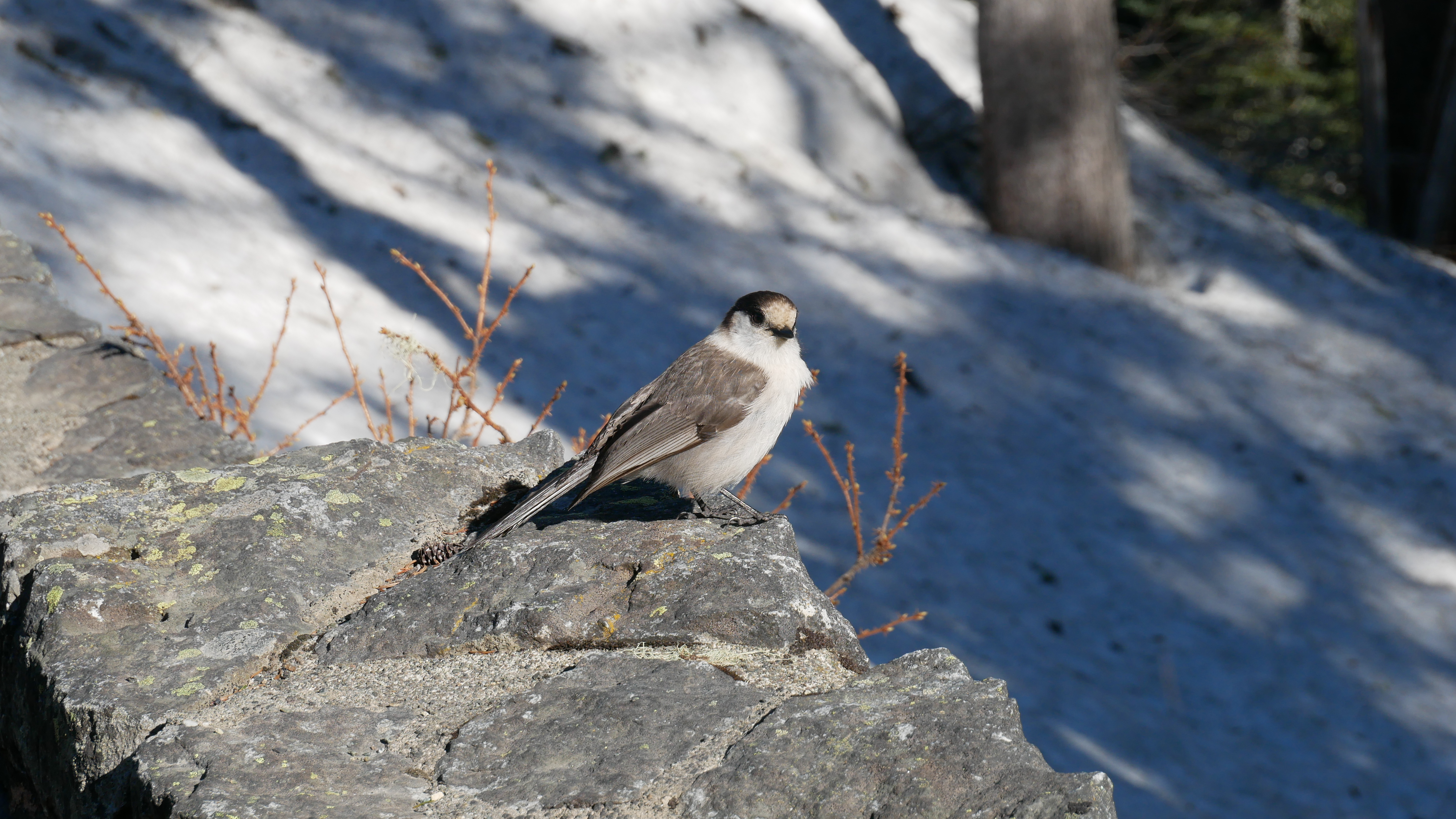 Canada Jay at Mt. Rainier National Park.